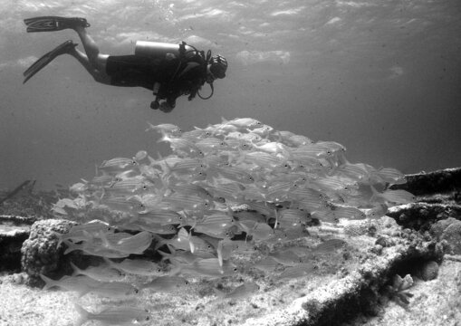 buzo y cardumen de peces , isla de aruba
