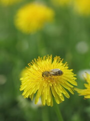 Bee on dandelion