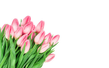 Tulip flowers water drops Fresh spring pink bouquet white background