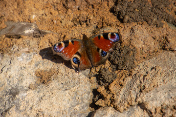 Peacock butterfly sitting on a stone wall, also called Aglais io