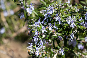 Blue flowers on a sprig of rosemary