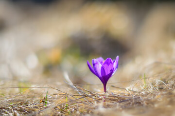 The first flowers - Crocuses. Blossom, as soon as snow descends.