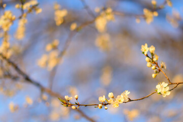 Fruit tree twigs with blooming white and pink petal flowers in spring garden.