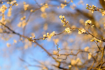 Fruit tree twigs with blooming white and pink petal flowers in spring garden.