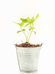 Cannabis seedling in a potted against a green background