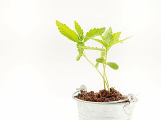 Marijuana seedling in a potted against a white background