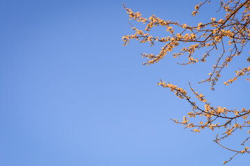 Fruit tree twigs with blooming white and pink petal flowers in spring garden. With copy space
