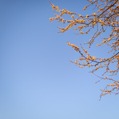 Fruit tree twigs with blooming white and pink petal flowers in spring garden. With copy space