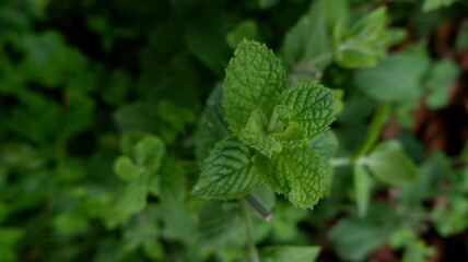 mint