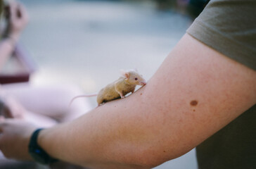 Mouse running up arm