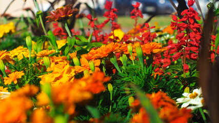 Fleurs ornant le bourg d'un village du Sud-Ouest de la France