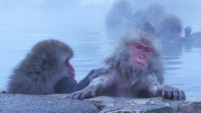 温泉に入る猿 」の写真素材 | 1,671件の無料イラスト画像 | Adobe Stock