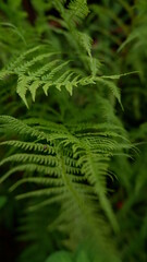  fern in the forest