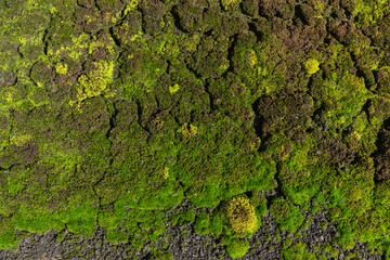 Fresh moss on the rock closeup background