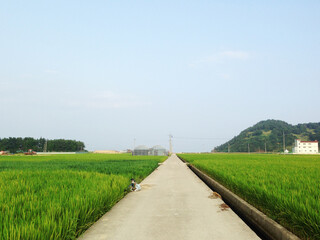 한국의 여름 시골 자연 논과 하늘 풍경 / Korea country side summer green rice paddy field