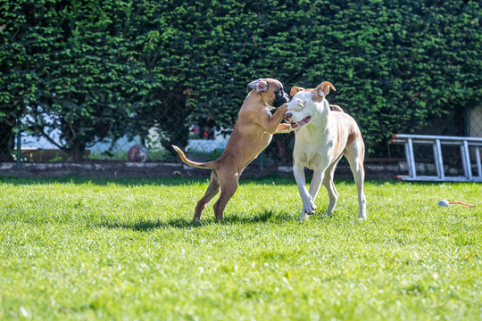 German Boxer dog and a mix dog playing together on the green grass in the garden