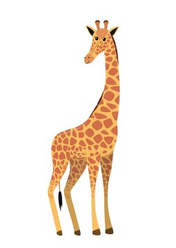 flat cute cartoon standing giraffe from side, vector isolated on white background, illustration for children