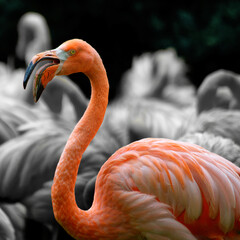 Flamingo