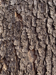 Embossed texture of the bark of tree. Pattern of natural tree bark background.
