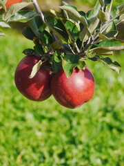 Apple tree