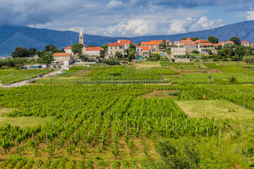 Vineyards near Lumbarda village on Korcula island, Croatia