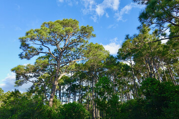 Florida Forest