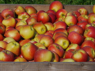 many apples in wooden boxes