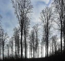 Buchenwald
