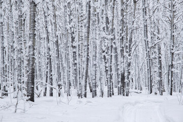 Winter snow-covered trees in the Ural mountains