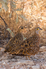 Burchell's Sandgrouse pair in the Kgalagadi