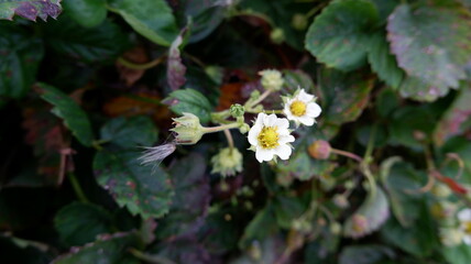 strawberries are blooming