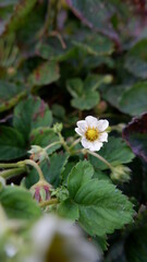 strawberries are blooming