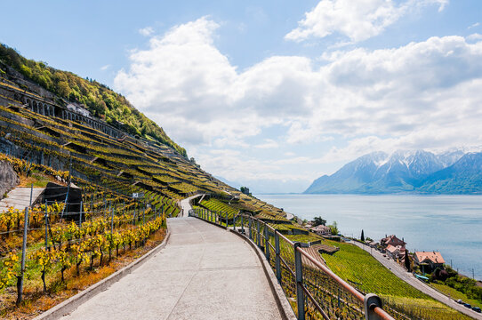 Lavaux, Genfersee, Cully, Epesses, Weinberge, Dorf, See, Seeufer, Wanderweg, Weinberg-Terrassen, Weinbauer, Fr&uuml;hling, Waadt, Schweiz