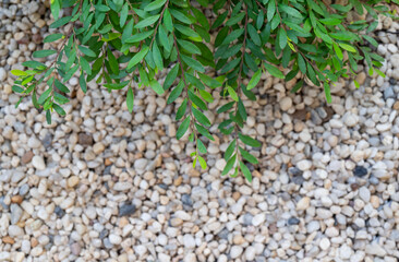 Natural background of small green leaves in the garden with white pebble and copy space for text background. Set composition on top and selective focus on green leaves.