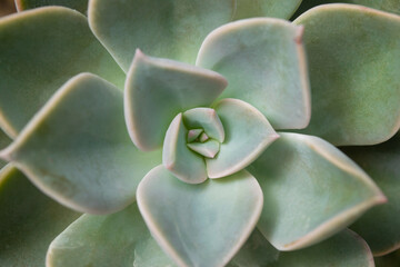 Close-up of Echeveria, small succulent plants green leaf is blooming in a flowerpot.