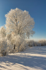 winter landscape. morning frost and sun. the branches of plants are covered with white frost against a blue sky