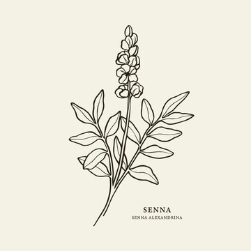 Senna plant hand drawn illustration