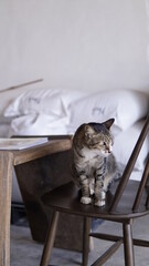 A sleepy cat sits on a wooden chair.