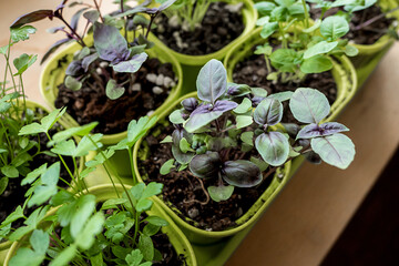 Garden on the windowsill. Growing healthy microgreens for food at home