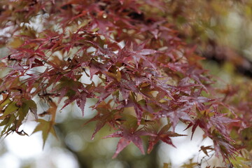 雨の中で水の滴る紅葉