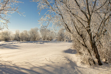 winter landscape. morning frost and sun. the branches of plants are covered with white frost against a blue sky