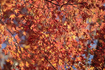 秋の日の光に照らされる紅葉