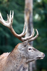 close up of deer
