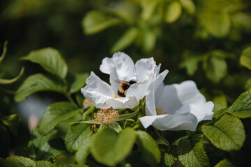 bee on a white flower