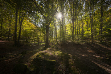 Acquerino nature reserve forest. Trees and sun. Tuscany region, Italy.