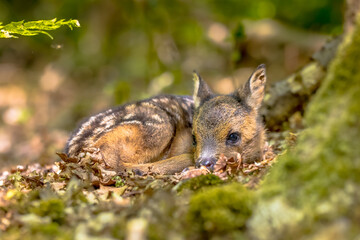 Adorable roe deer fawn in forest