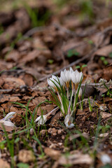 Delicate white and yellow winter Crocus in the woodlands near Kiryat Tivon in Israel
