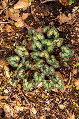 Unique patterns of the heart shaped leaves of the wild Cyclamen plant that grows wild in Kiryat Tivon, Israel. It is the symbol of the town.
