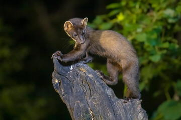 Pine marten on trunk in forest at night
