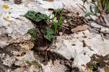 Small Cyclamen plant growing in a crevice where the bulb is exposed and not under the ground. They grow wild on a wooded slope in Kiryat Tivon Israel. It is the symbol of the town.

